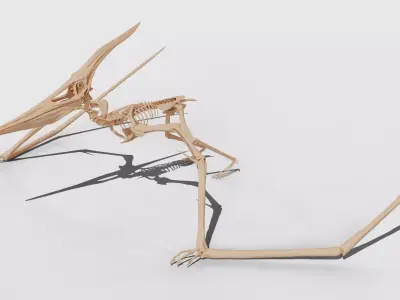 Pteranodon Skeleton 3D model Low-poly 3D model