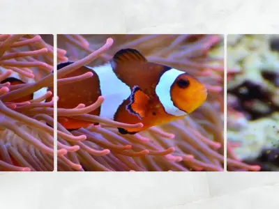 Triptych Wall Art Clownfish and Sea Anemone Low-poly 3D model