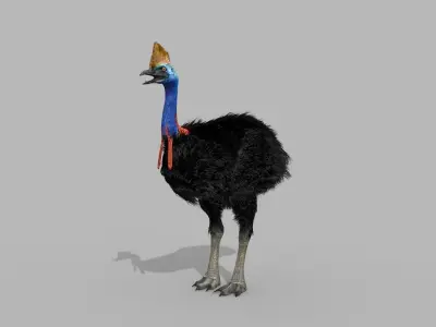 Most Real Cassowary 8K - 3d animated model 3D model
