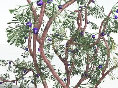 EVERYPlant Baiera 2 --14 Models-- 3D model