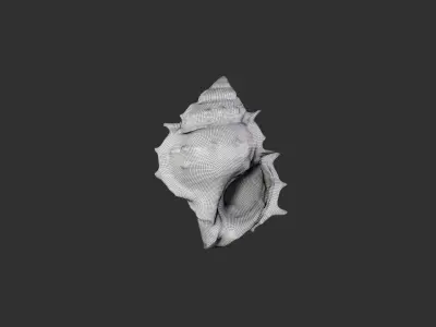 Sea Shell 3 3D model