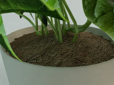 Flowers two potted plants Free 3D model