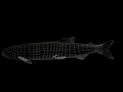 Eulachon aka Candlefish 3D model