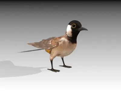 White Eared Bulbul Low-poly 3D model