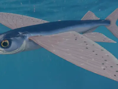 Flying fish 3D model buy