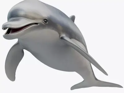 Dolphin Rigged Low-poly 3D model