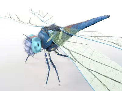 Dragonfly Insect Low-poly 3D model