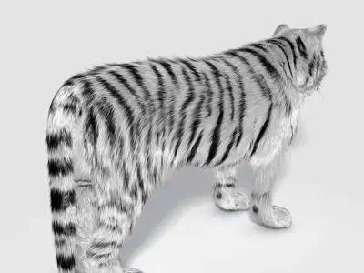 Siberian White Tiger v1 Low-poly 3D model