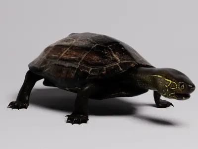 Realistic Turtle high res 3D model 3D model