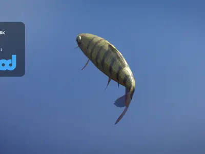 Acrossocheilus Grouper Fish 3D model