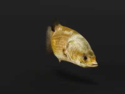 Barramundi Asian Sea Bass Fish Low-poly 3D model