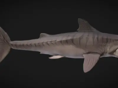 Helicorpion Low-poly 3D model