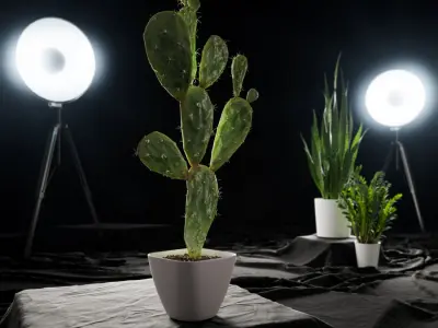  Watered Prickly Pear Cactus Potted Plant Model 