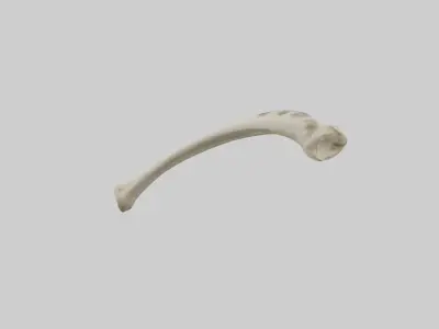 Giraffe Tibia Low-poly 3D model