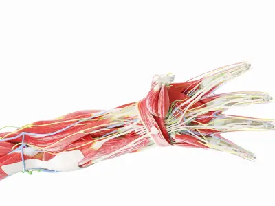 Human Male Arm Anatomy 3D model
