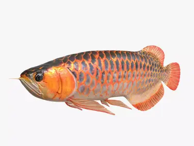 Arowana fish Low-poly 3D model