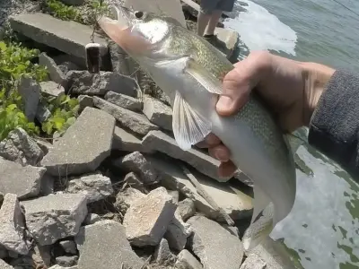 LIPLESS CRANKBAIT 2 INCH Free 3D print model