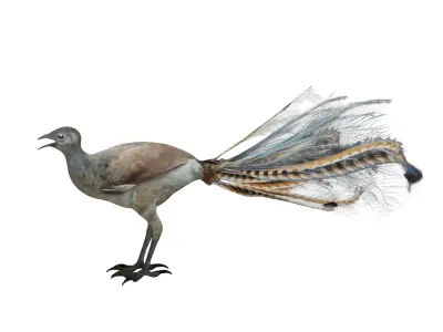 Lyrebird Low-poly 3D model