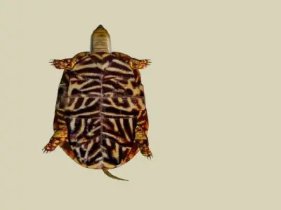 TURTLE LOW POLY box Free 3D model