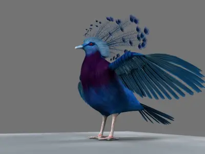 Victoria Crowned Pigeon 3D model