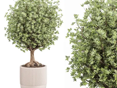 indoor plant set 010 3D model