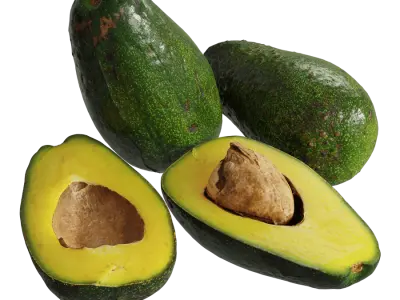  Zutano Avocado Models 