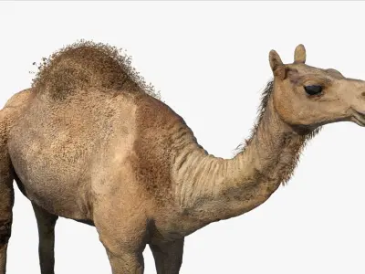 Camel Rigged No fur 3D 3D model