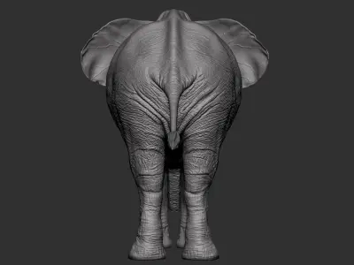High detail African Elephant Sculpt 3D model
