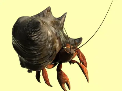 Hermit crabs sand crabs hand crabs sea animals 3D model