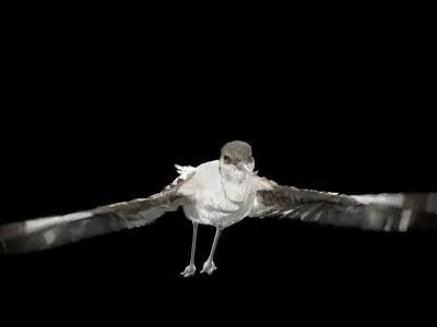 Realistic Avocet bird model with feather and hair 3D model