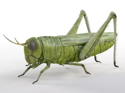 Grasshopper insect Low-poly 3D model