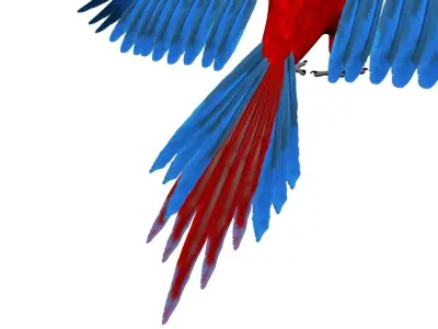 Macaw Rigged and Animation 3D model