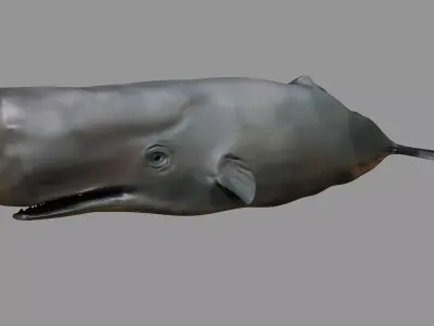 Sperm whale Rigged  Low-poly 3D model