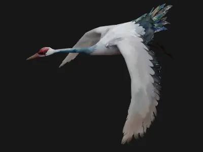Crane Bird A5 3D model