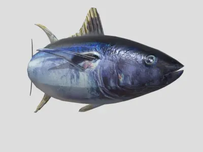 Yellowfin Tuna Low-poly 3D model