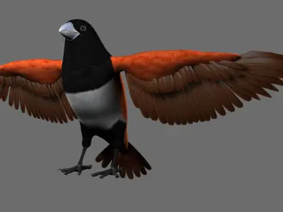 Munia 3D model