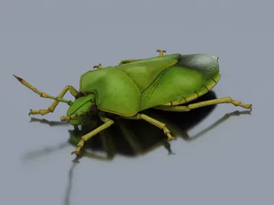 Green rice bug Low-poly 3D model