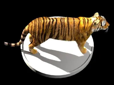 Tiger 3D Model Low-poly 3D model