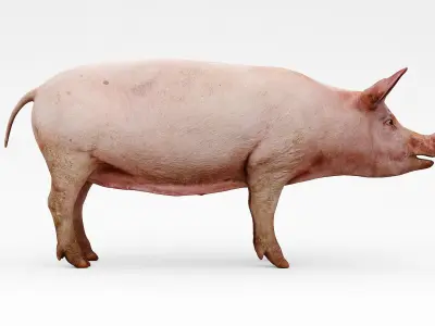 farm pig 3D model