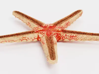 -Necklace Starfish- 3D model