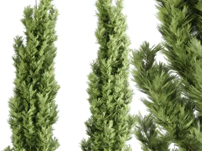 Emerald Cedar Tree 3D Model - 3 Objects- Premium 3D model