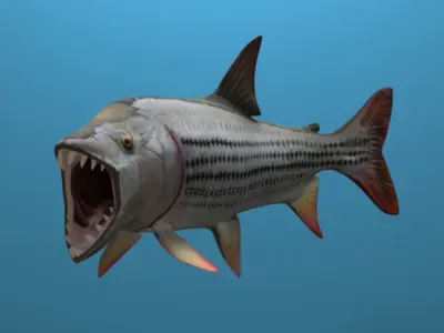 goliaht tiger fish rigged Low-poly 3D model