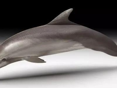 Dolphin Bottlenose 3D model