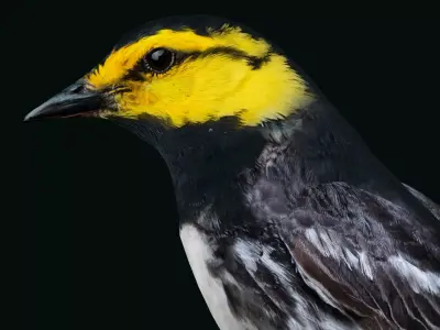 Golden Cheeked Warbler Songbird Low-poly 3D model