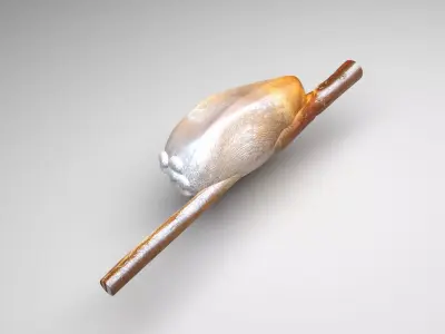 Head Louse Nit 3D model