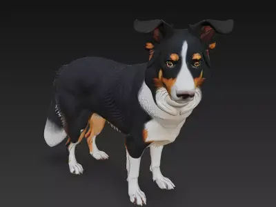 Border Collie Dog Realistic 3D Model - Low Poly Realistic Low-poly 3D model