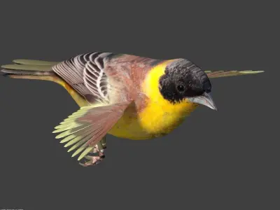 bunting animated Low-poly 3D model