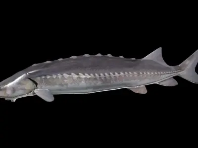 White Sturgeon 3D model