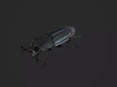 Black Insect Beetle Thanatophilus Sinuatus Low-poly 3D model