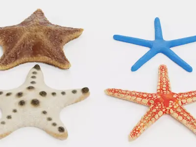 -Starfishes- 3D model